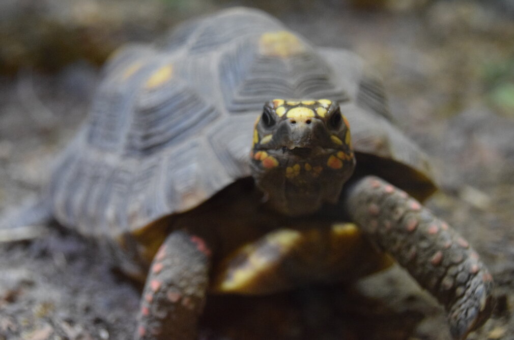 Das Bild zeigt ein Schildkröte, die in die Richtung des Betrachters blickt. Die Schildkröte hat einen grauen Panzer und Körper, der mit gelben und roten Flecken überzogen ist.  