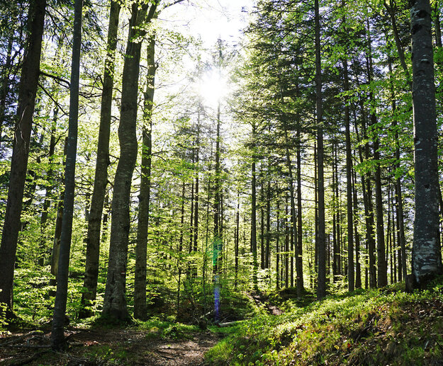 Man blickt durch einen dichten Laubwald mit frischem grünen Laub. Die Sonne scheint durch die Zweige und Äste der Bäume und taucht die Szenerie in ein warmes Licht. 