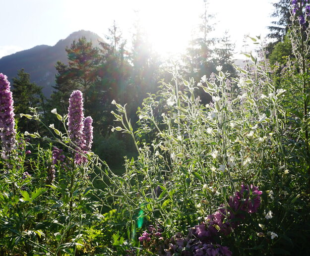 Das Bild zeigt eine friedliche Gartenszene, die in den warmen Glanz der Sonne eingetaucht ist. Der Garten ist ein üppiger Grünteppich, mit hohen Gräsern, bunten Blumen und Kräutern. 