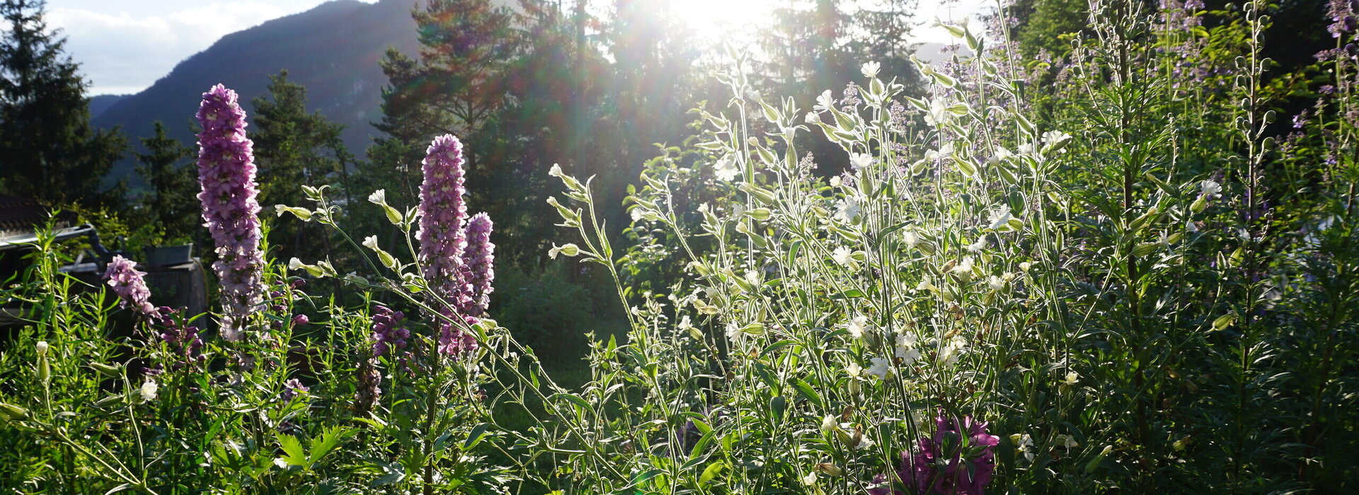 Das Bild zeigt eine friedliche Gartenszene, die in den warmen Glanz der Sonne eingetaucht ist. Der Garten ist ein üppiger Grünteppich, mit hohen Gräsern, bunten Blumen und Kräutern. 