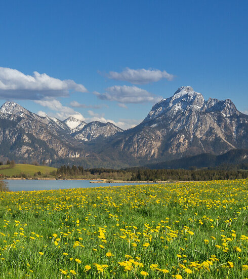 Das Bild zeigt eine grüne Wiese, auf der unzählige gelbe Löwenzahlblüten blühen. Im Hintergrund erhebt sich die Alpenkette. Vor den Bergen ist in einer Senke ein blauer See zu sehen.