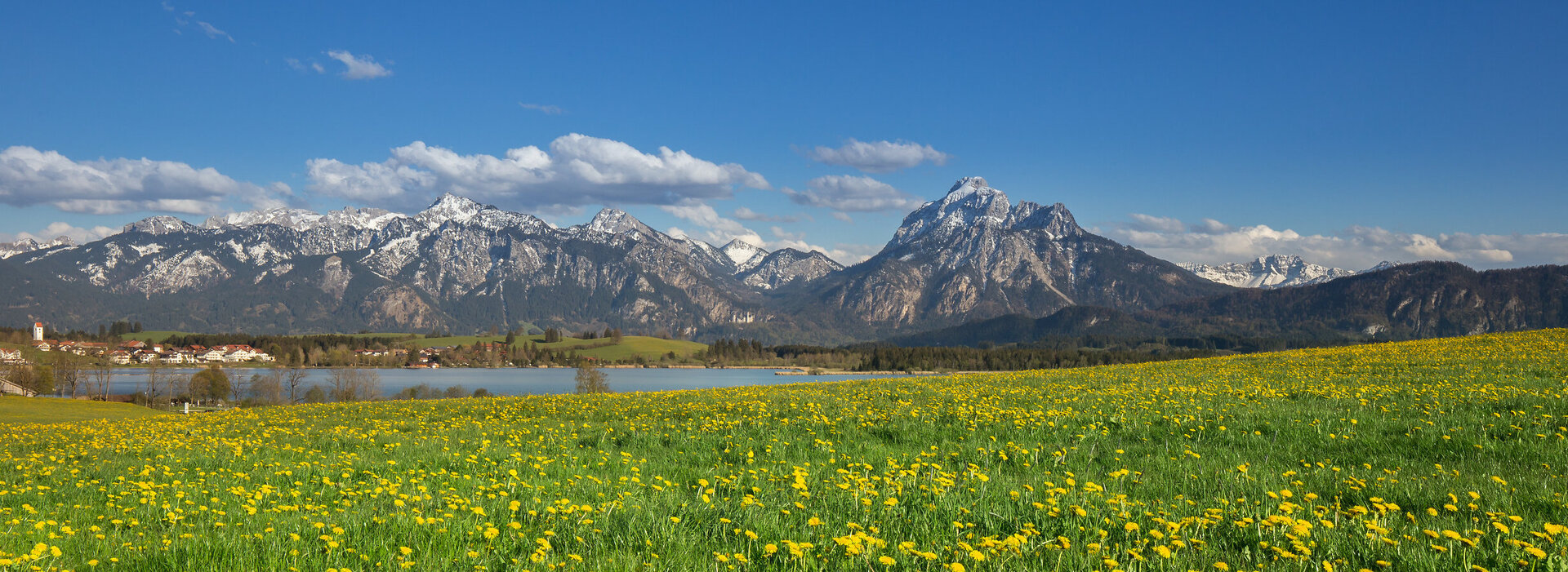 Das Bild zeigt eine grüne Wiese, auf der unzählige gelbe Löwenzahlblüten blühen. Im Hintergrund erhebt sich die Alpenkette. Vor den Bergen ist in einer Senke ein blauer See zu sehen.