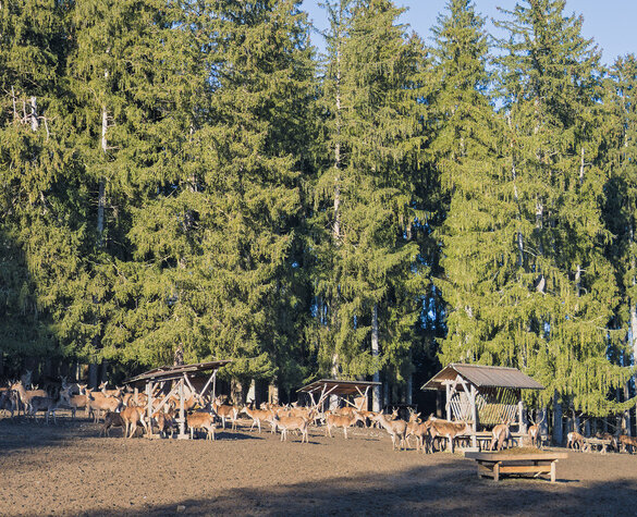 Blog Teaser Image - Die Wildfütterung am Bannwaldsee